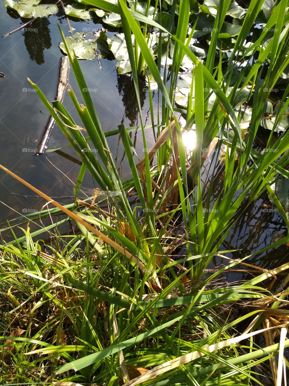 Green grass in tge lake