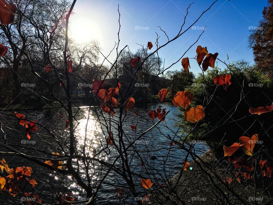 Fall, Leaf, Tree, No Person, Nature