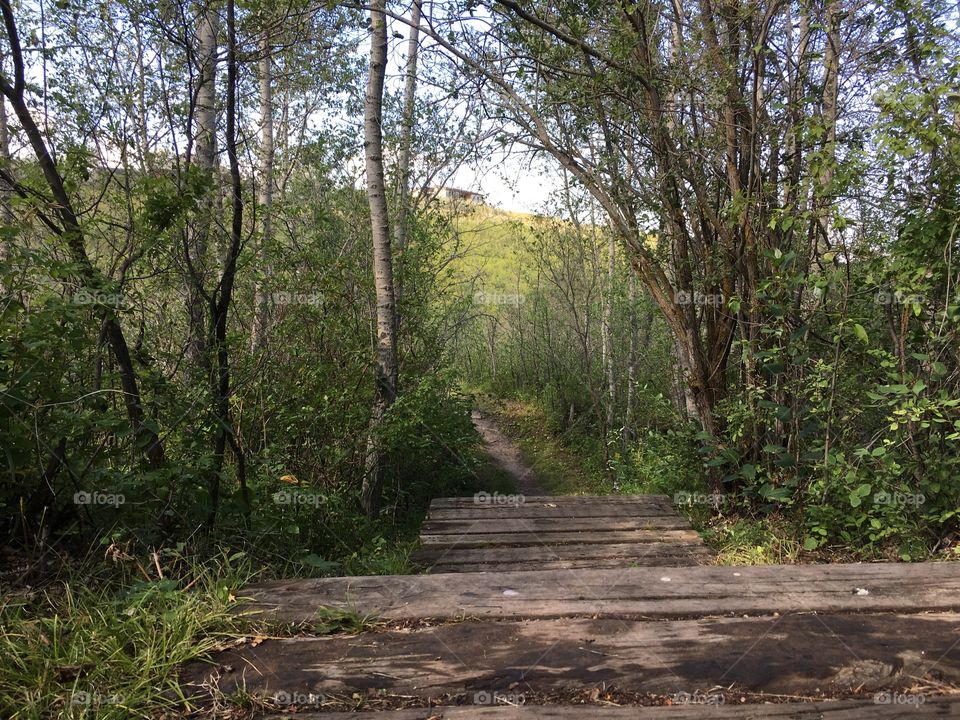 Path through the forest 