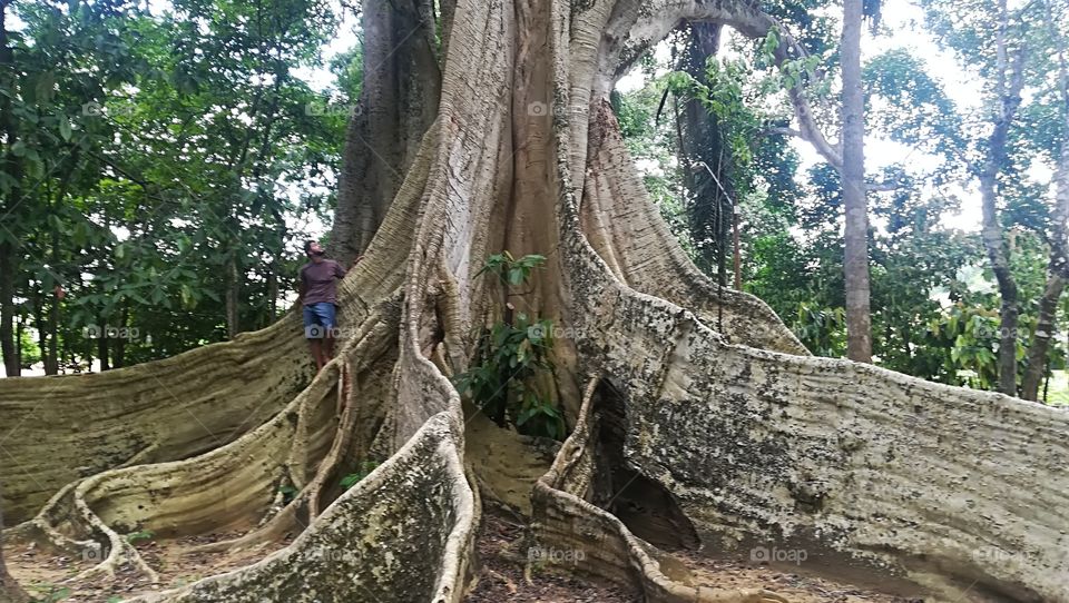 tall root on old tree