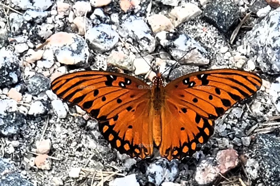 Orange Butterfly