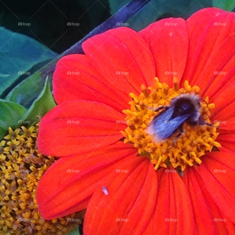 Red flower and a bee. Bee on a flower in Brockwell park, south London