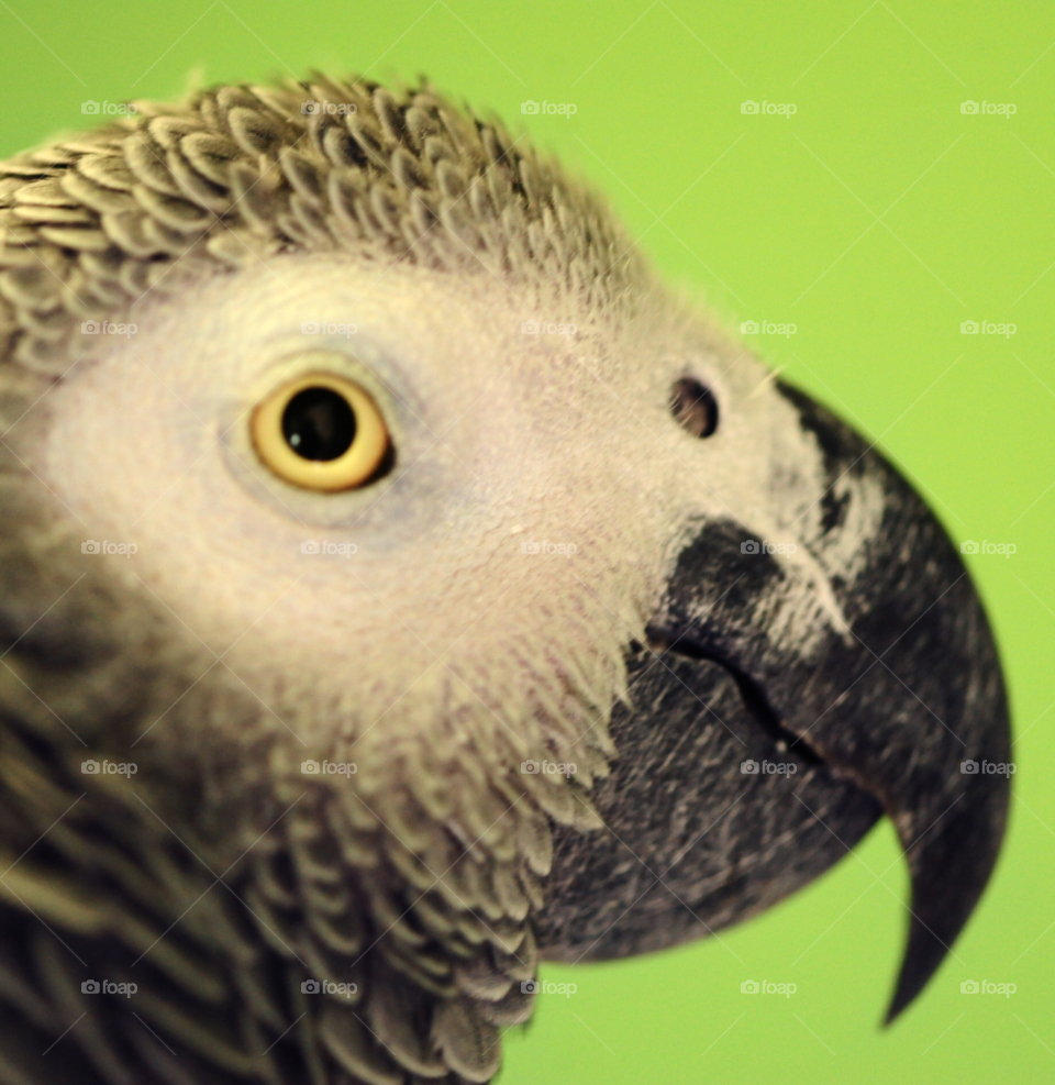 parrot african grey pet bird parrot profile by lightanddrawing