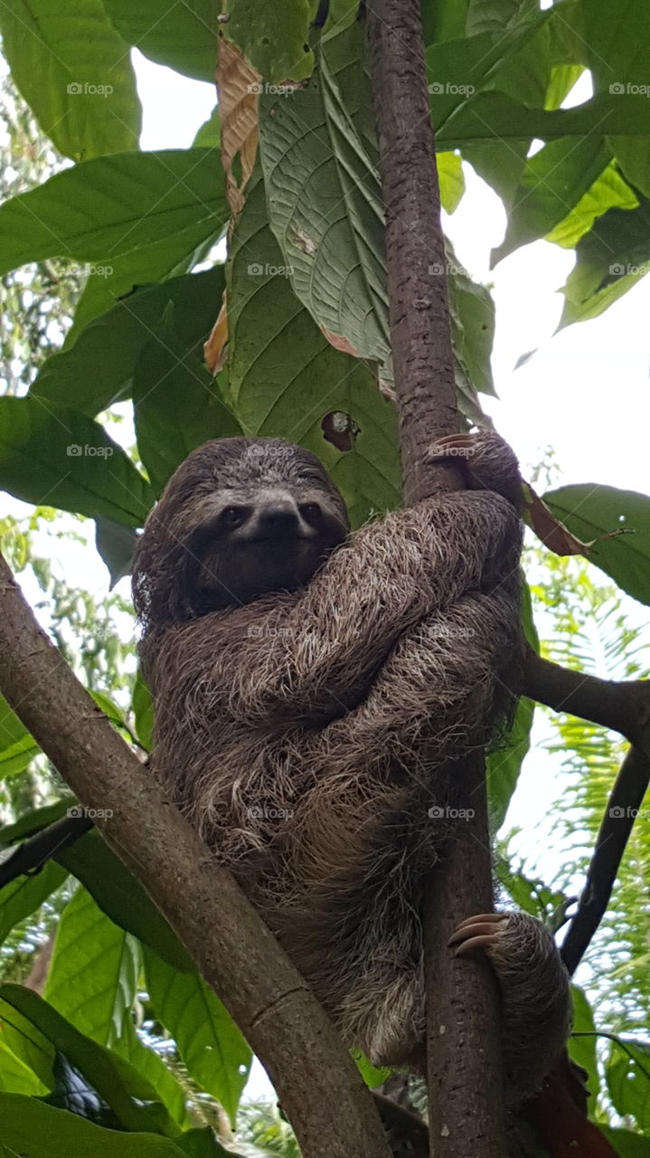 Sloth Smiley
