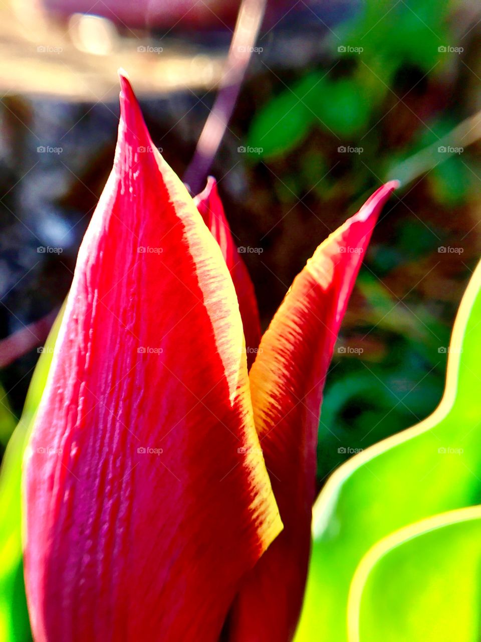 Beautiful close up of a spring tulip 