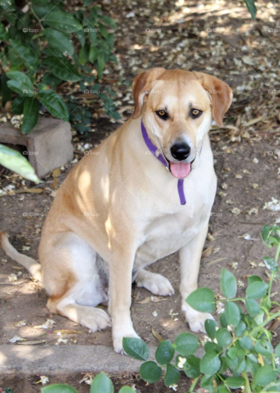 Dog sitting in the shade 