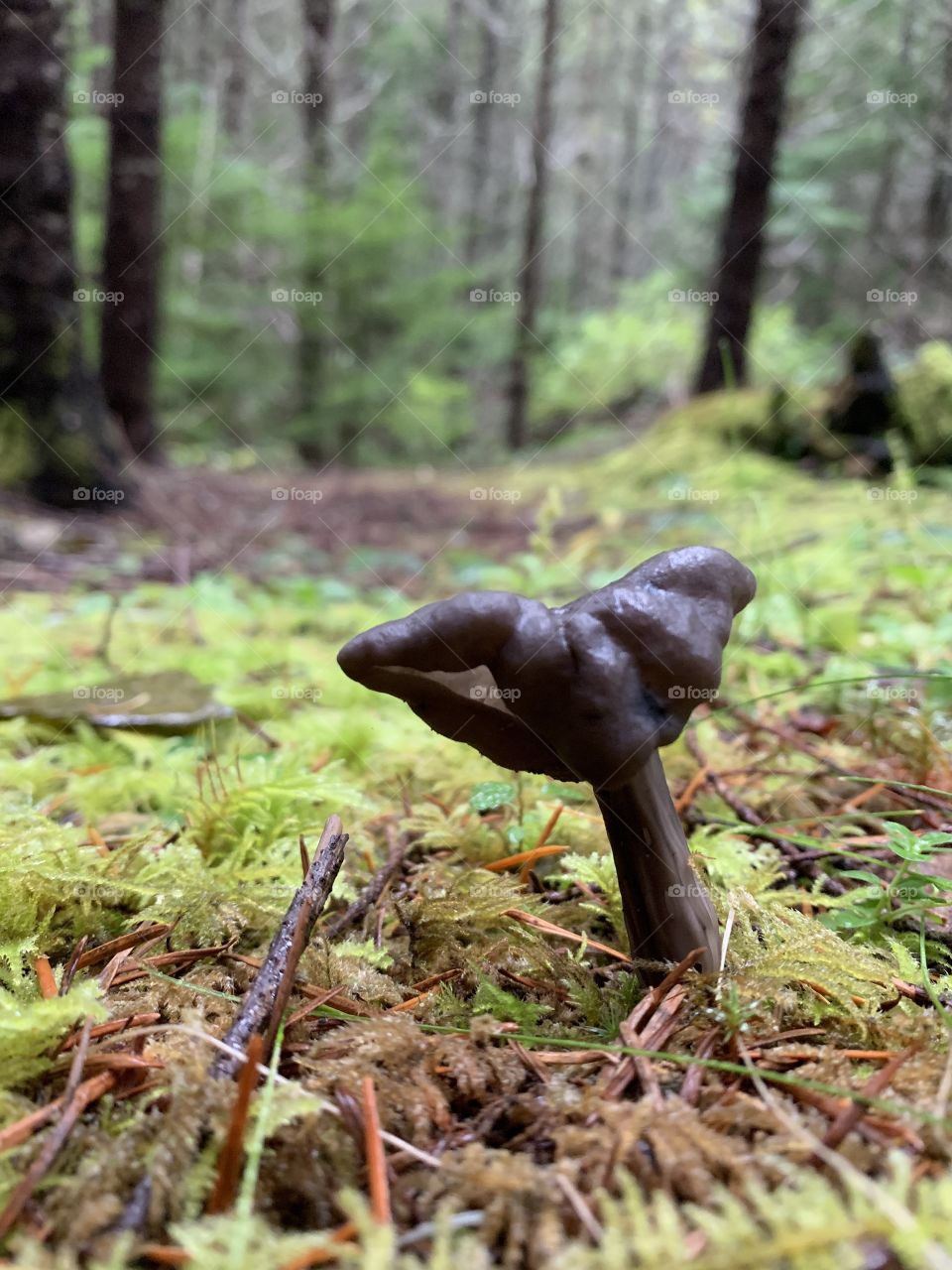 Dark mushroom 