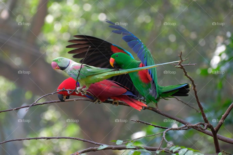 beautiful bird flying