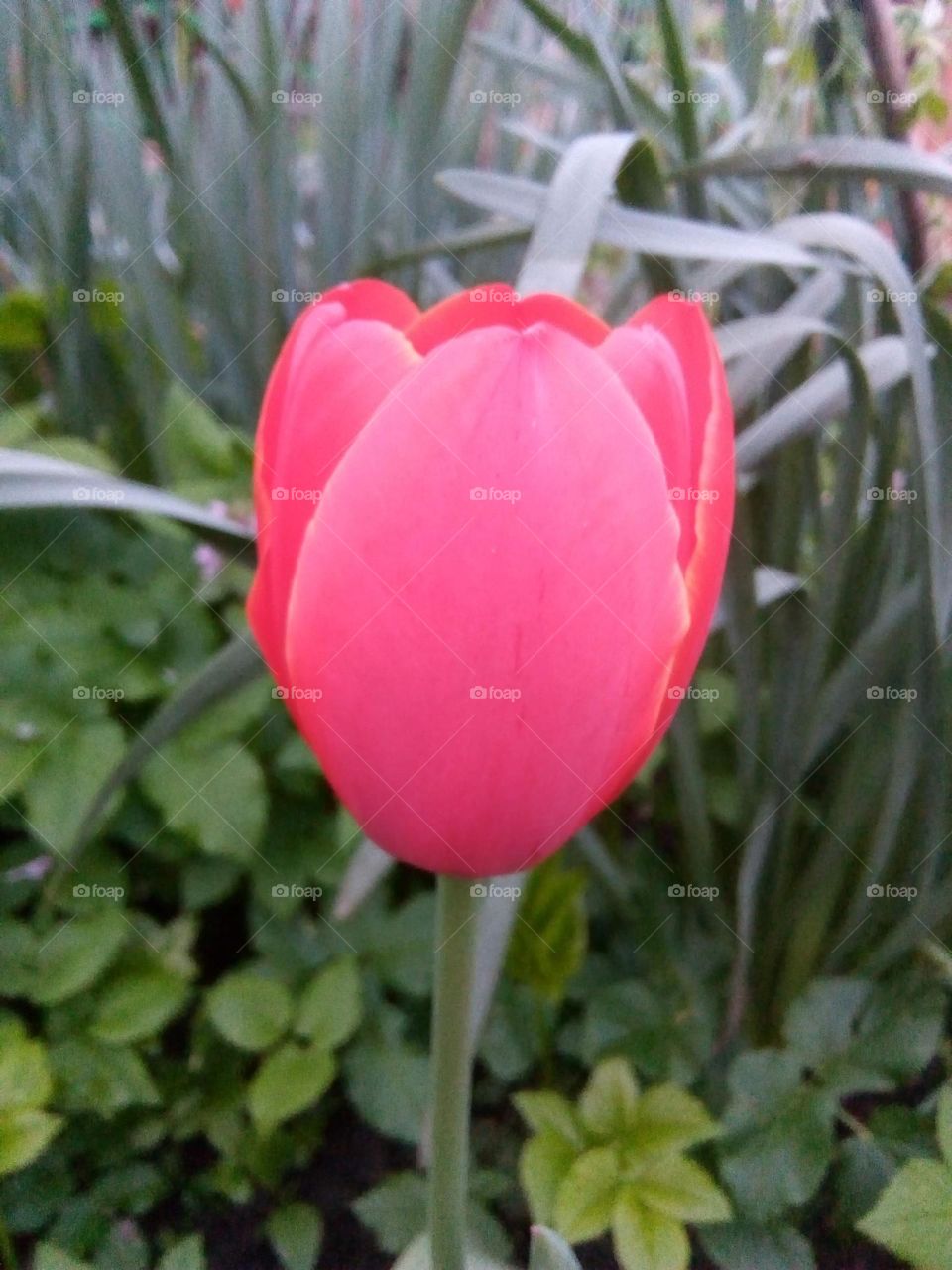 tulip