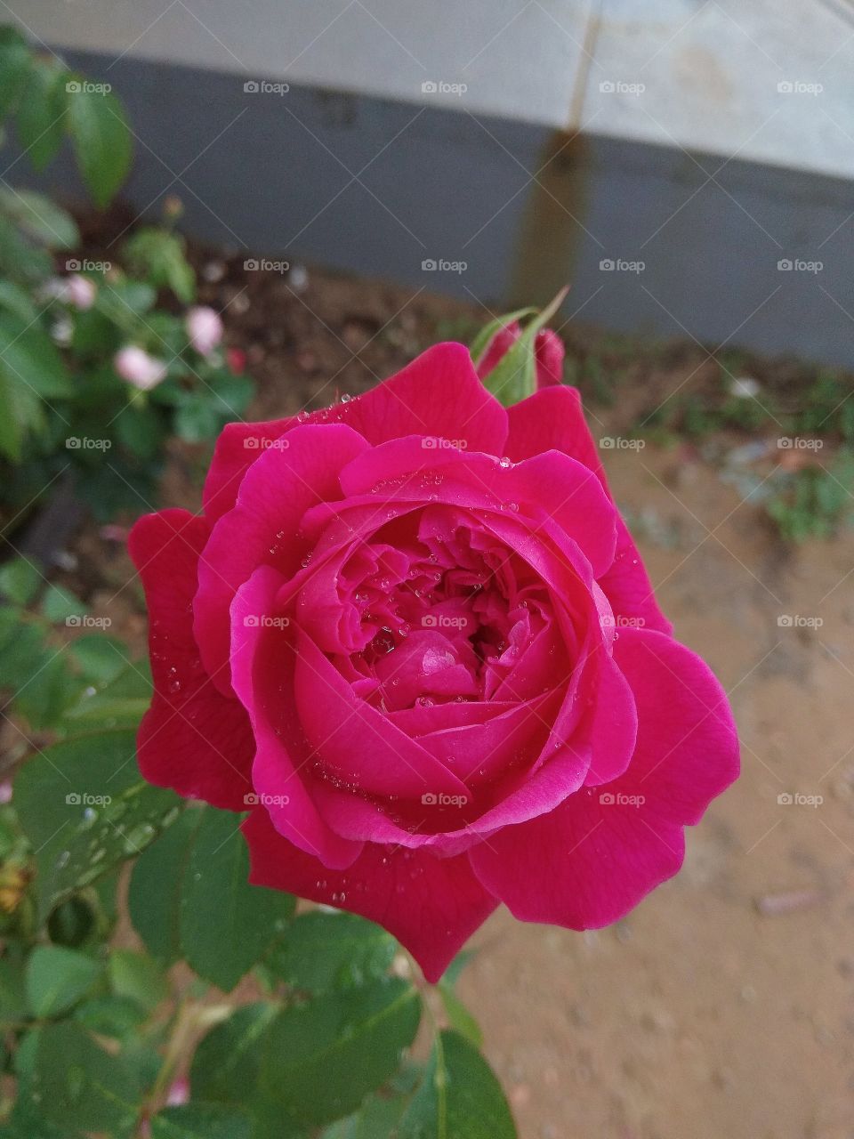 Rosa