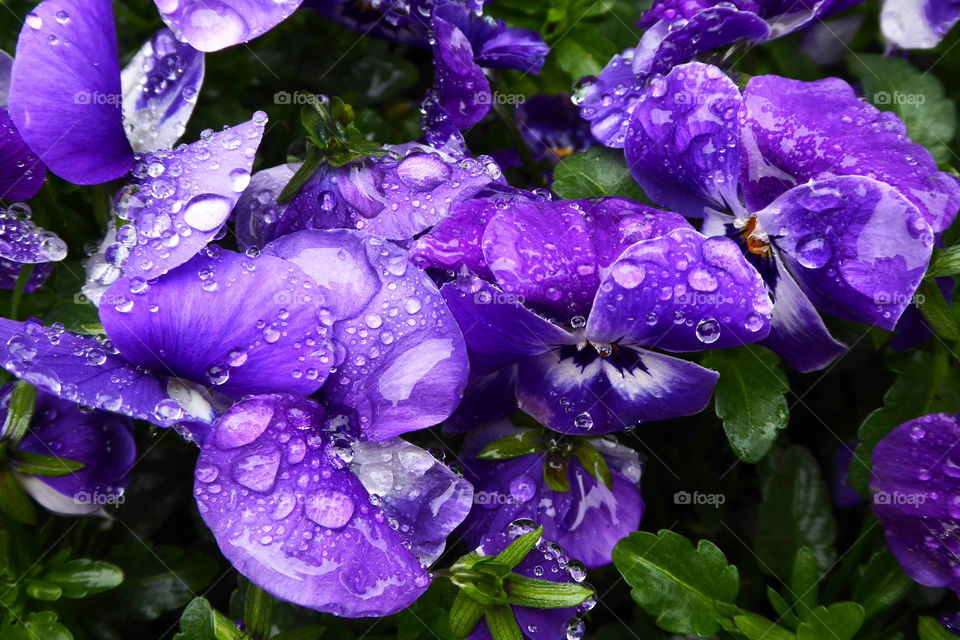 Purple Violets after rain in my garden 