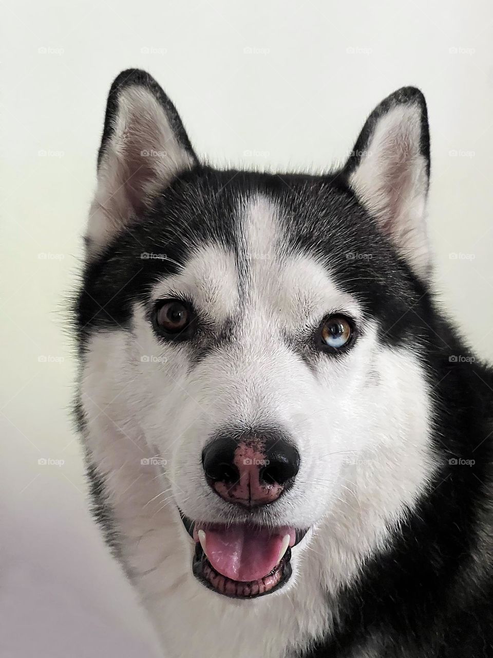 Husky black and white color on a white background
