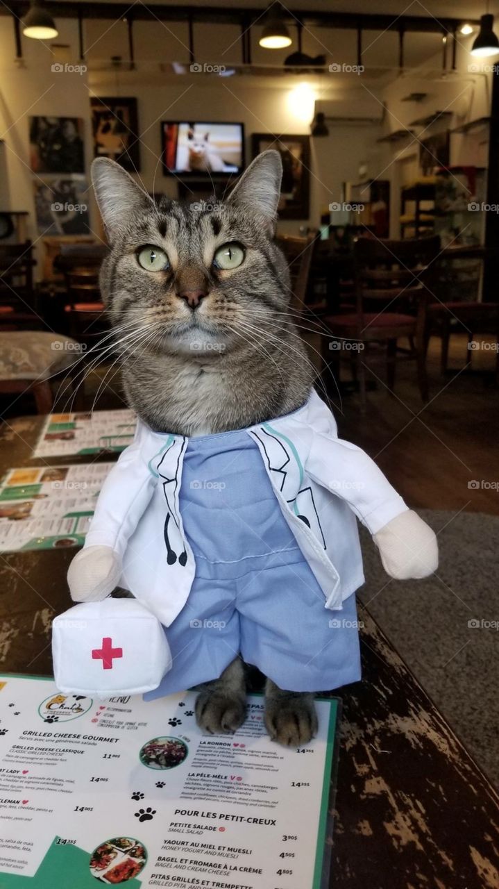 Doctor cat !