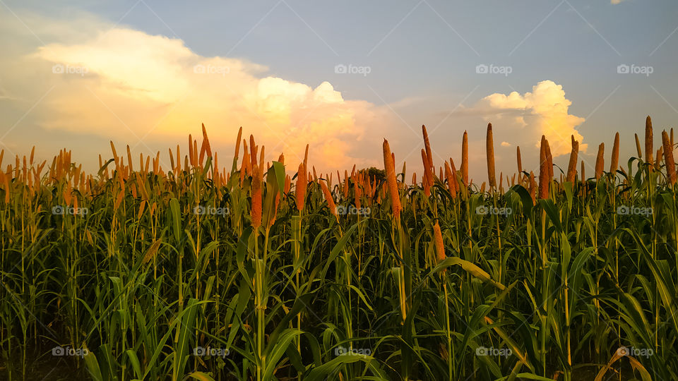 The view of the corn field during sunset