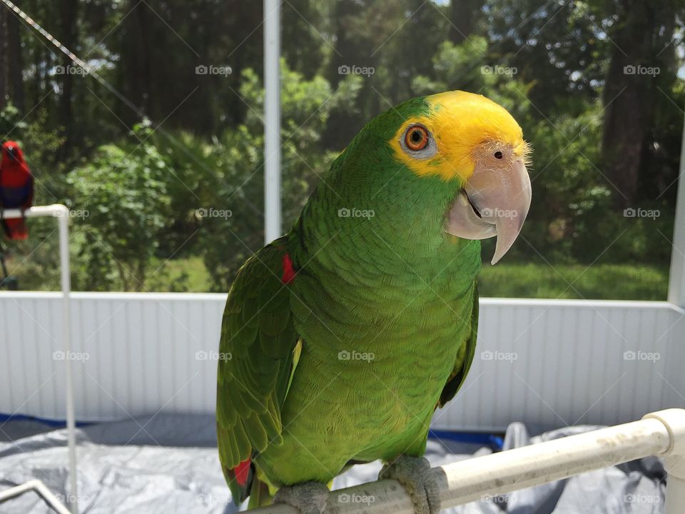 Green parrot 