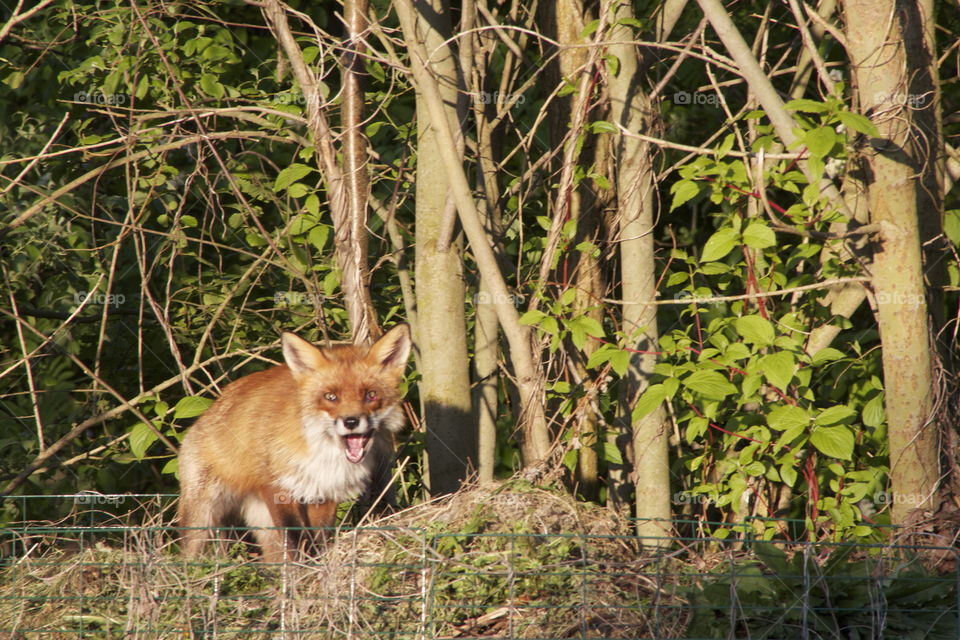 What does the fox say???