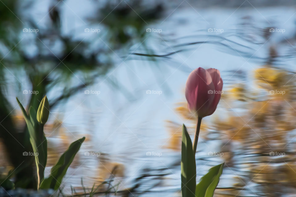 Reflections of tulips on moving water after rain storm 