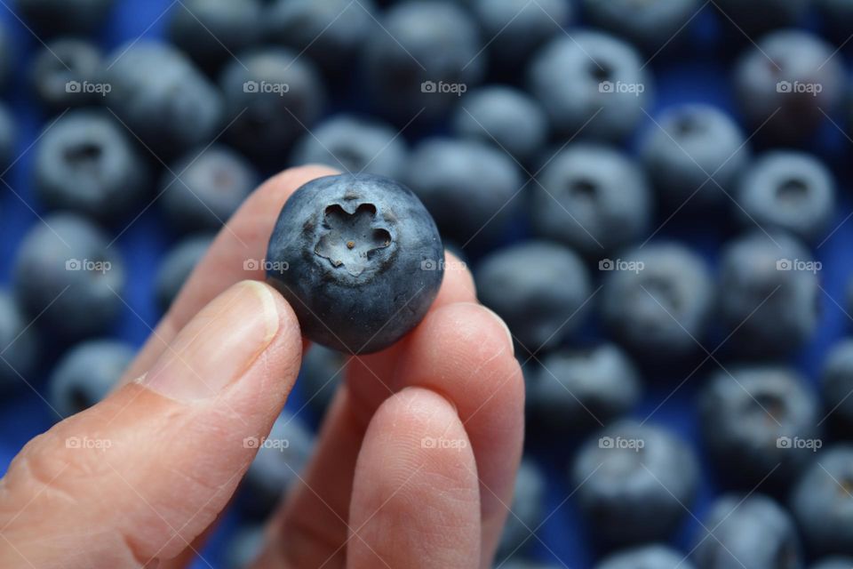 blueberry in the hand close up