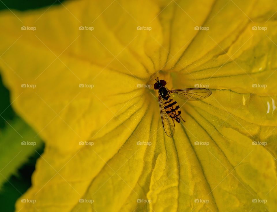 Insect on squash yellow flower