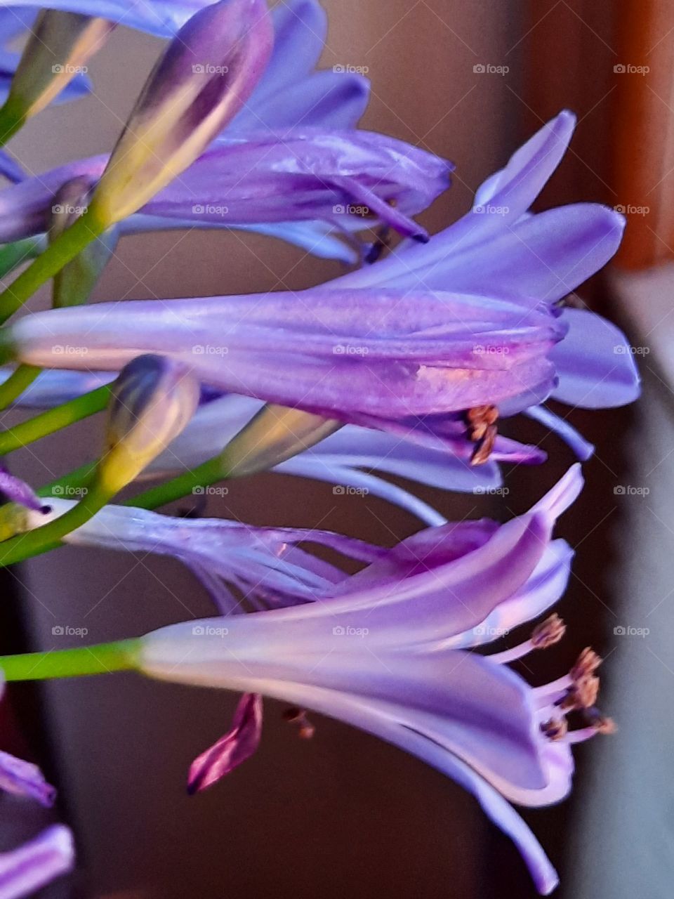 agapanthus  flowers at windowsill at golden hour