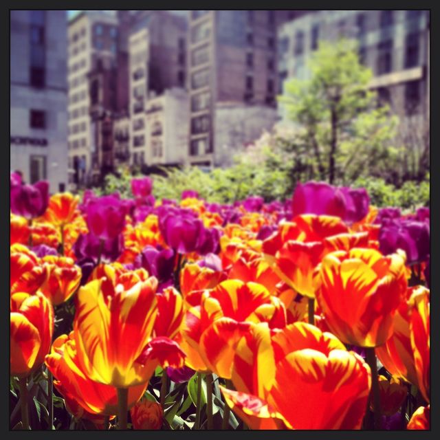 tulip