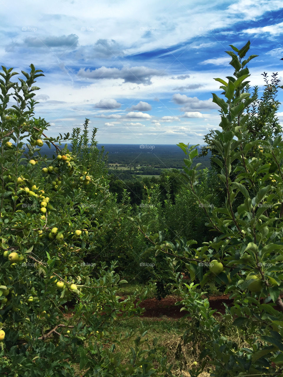 Carter's Mountain Orchard
Charlottesville, Virginia
