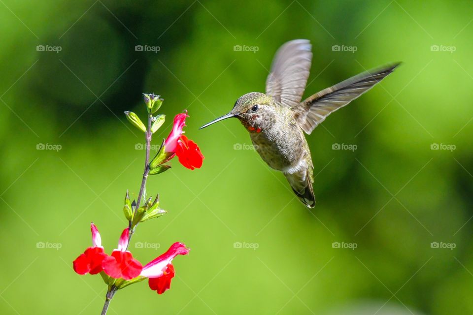 Birds and flower