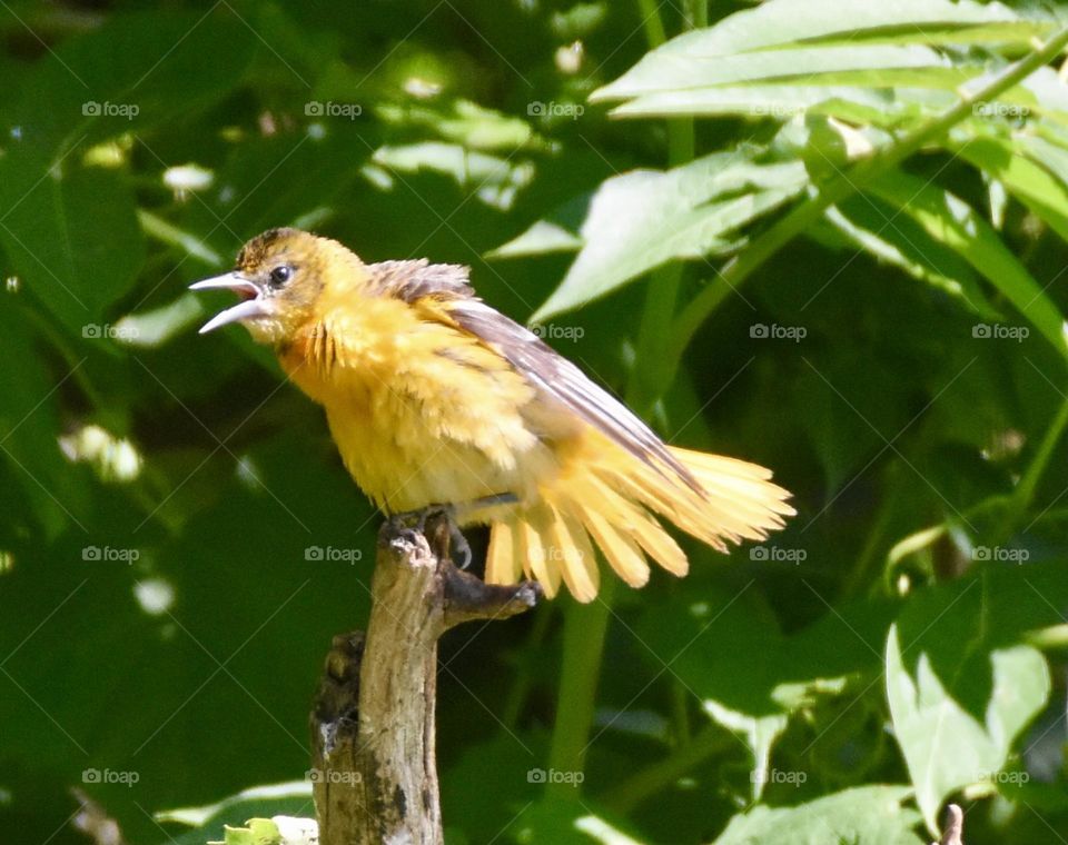 Female Baltimore Oriole on a branch