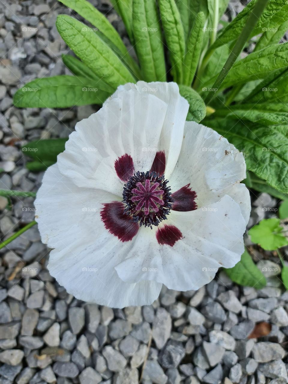 my white poppy flower