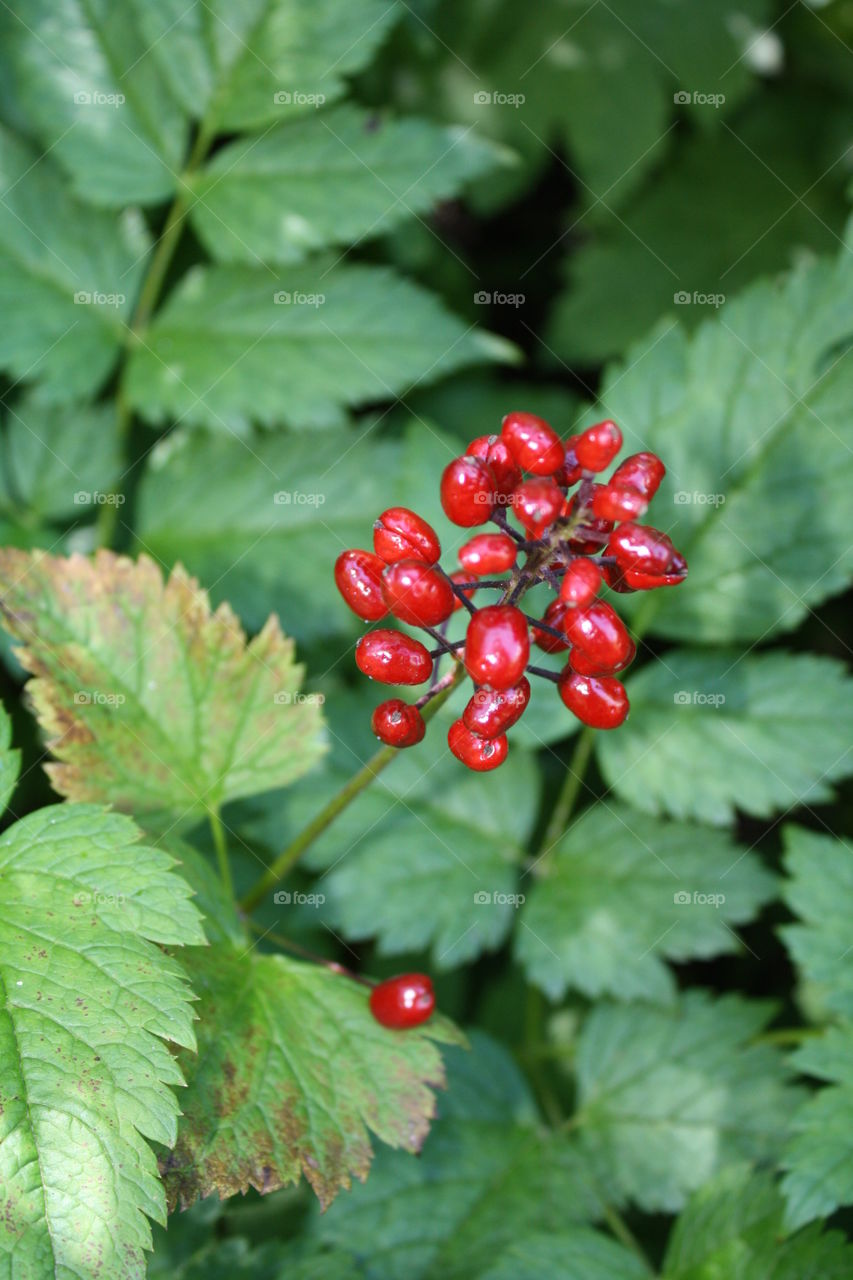 Wild Berries in the mountains 