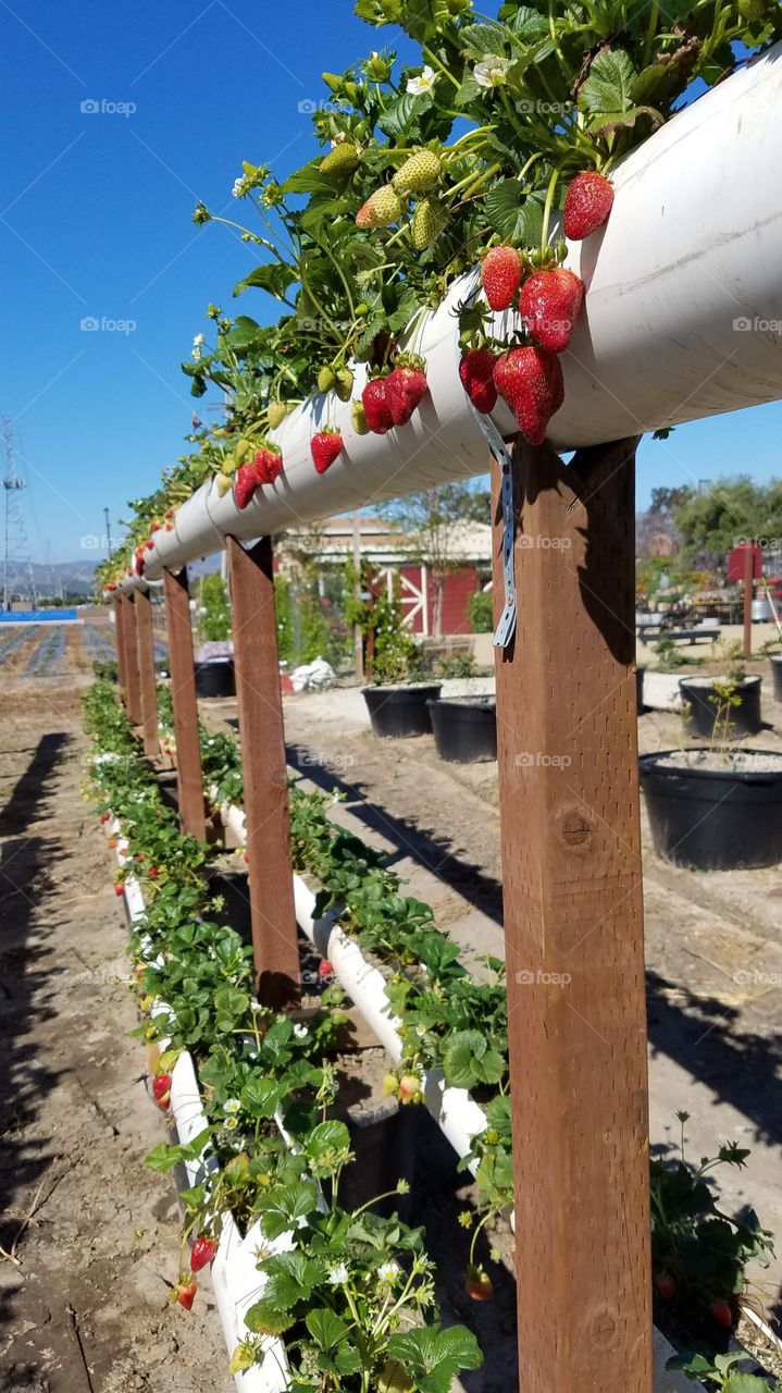 Growing strawberries