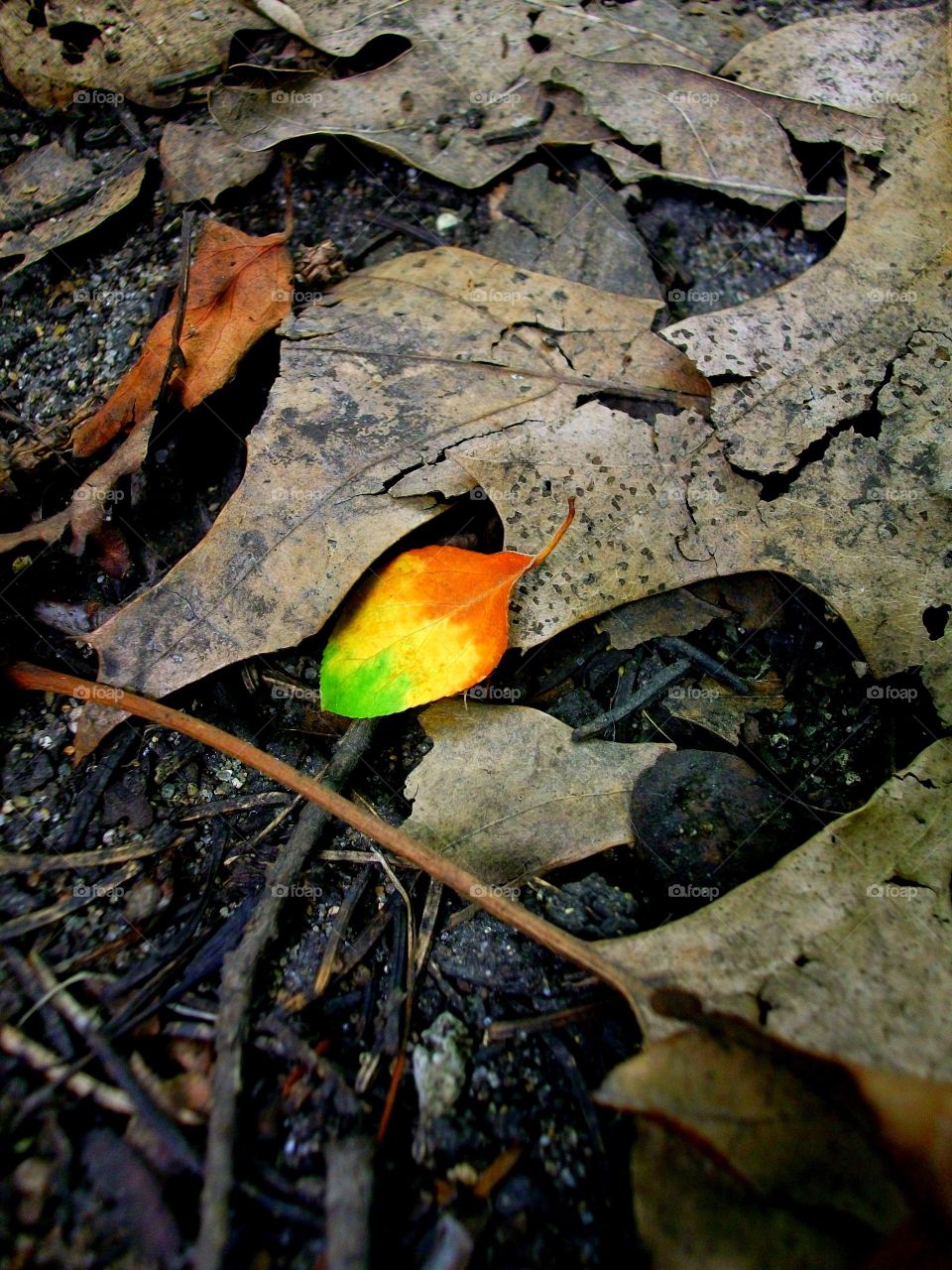 Lone Leaf - In Contrast Mission