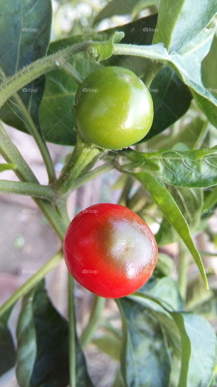 Red & green