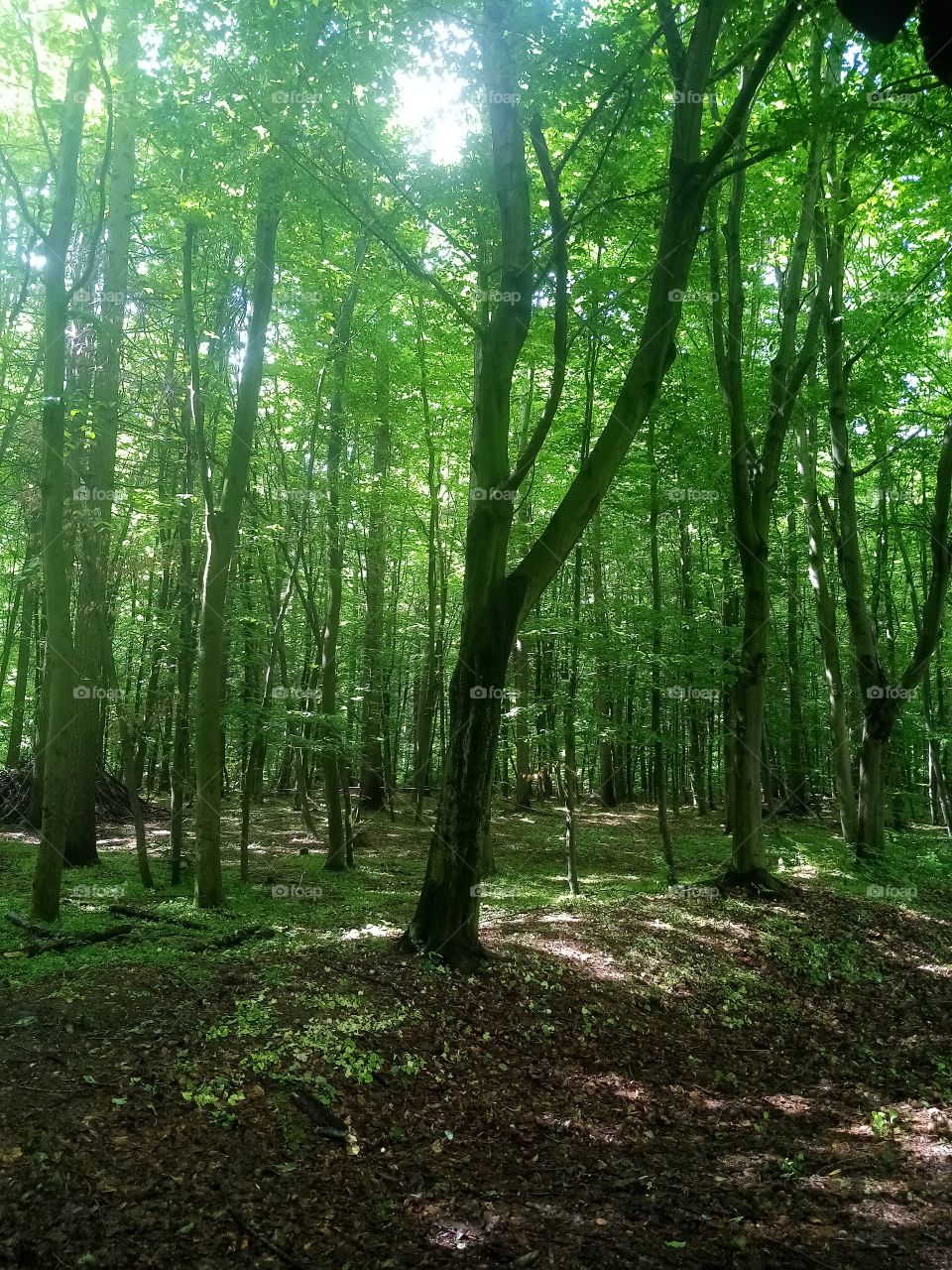 Wald