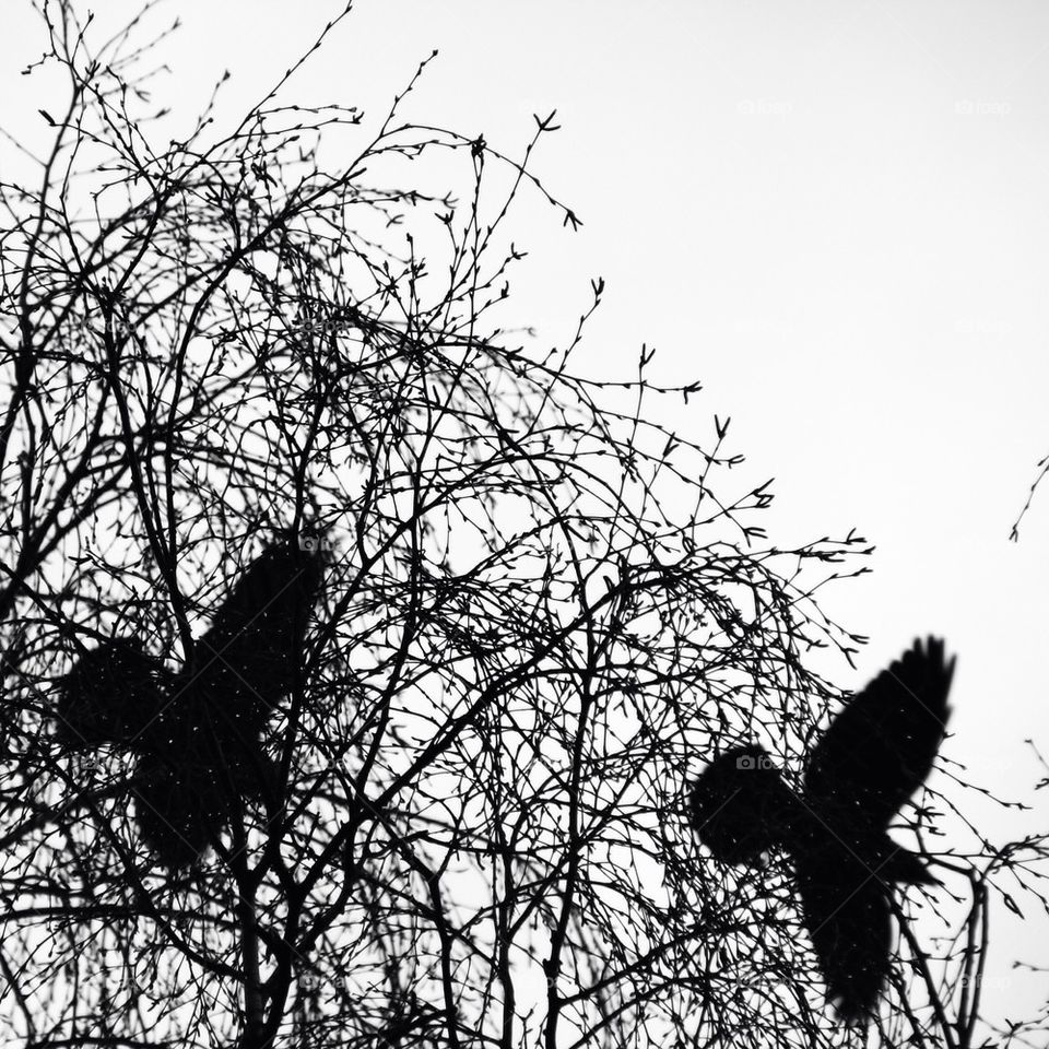 Silhouette of birds flying in front bare trees