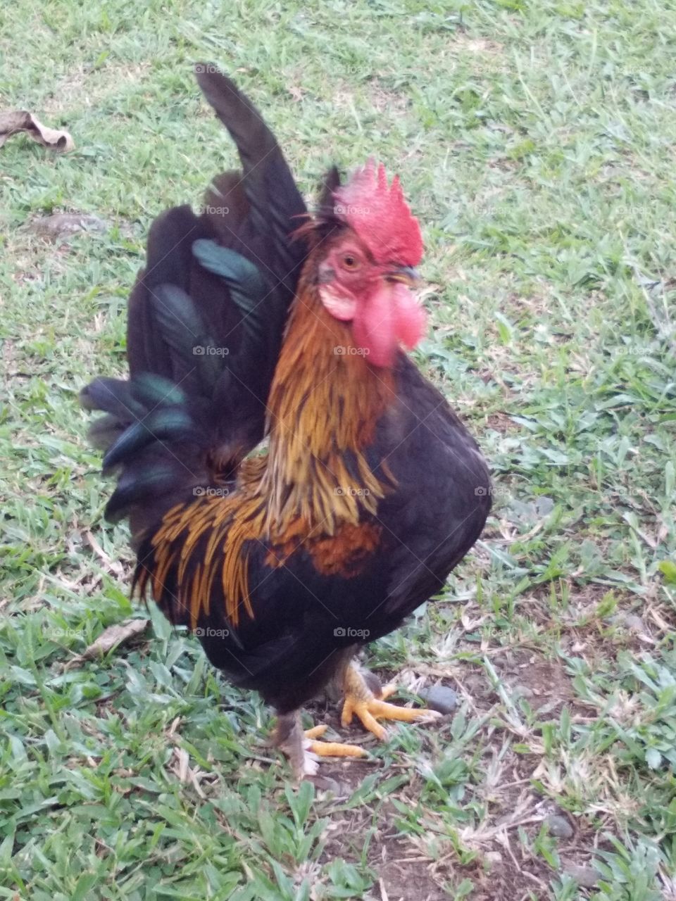 Dwarf rooster
