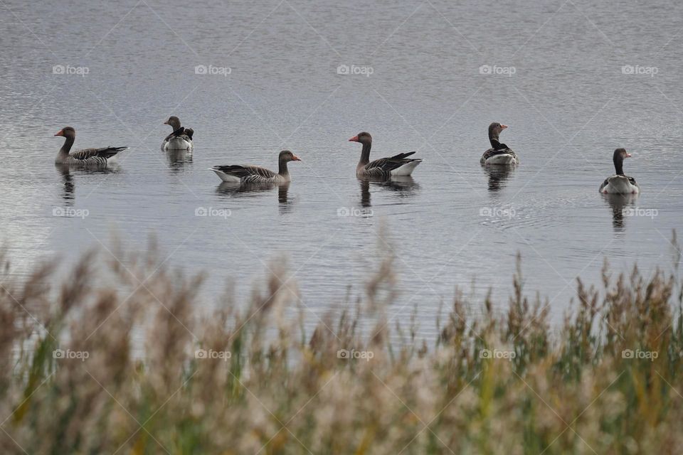 Swimming geese