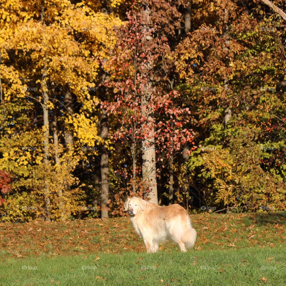 sunshine on a cloudy autumn day in Michigan
