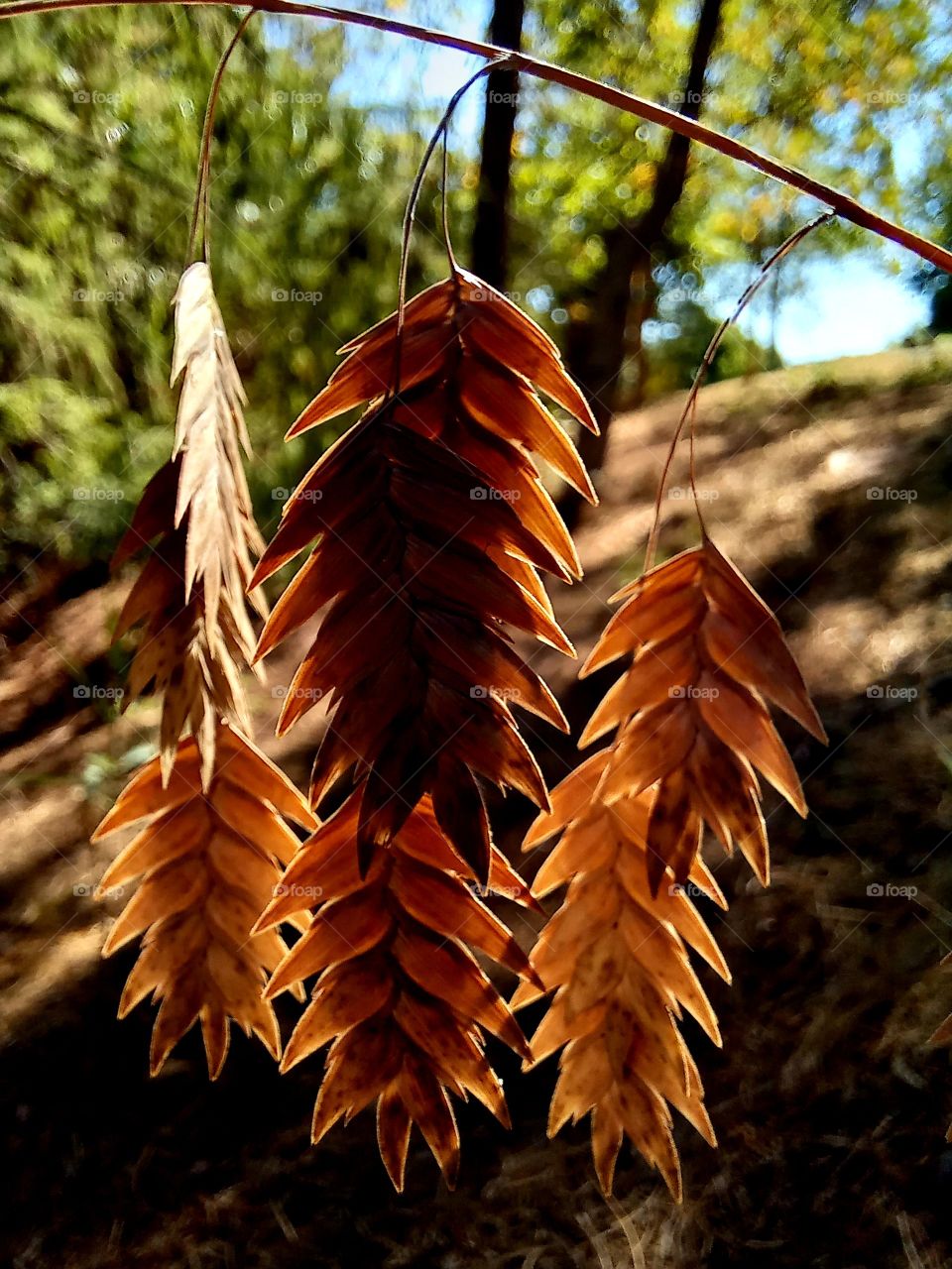 Tillandsia dyeriana