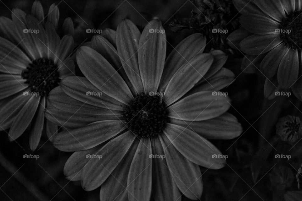 foto de flor en blanco y negro