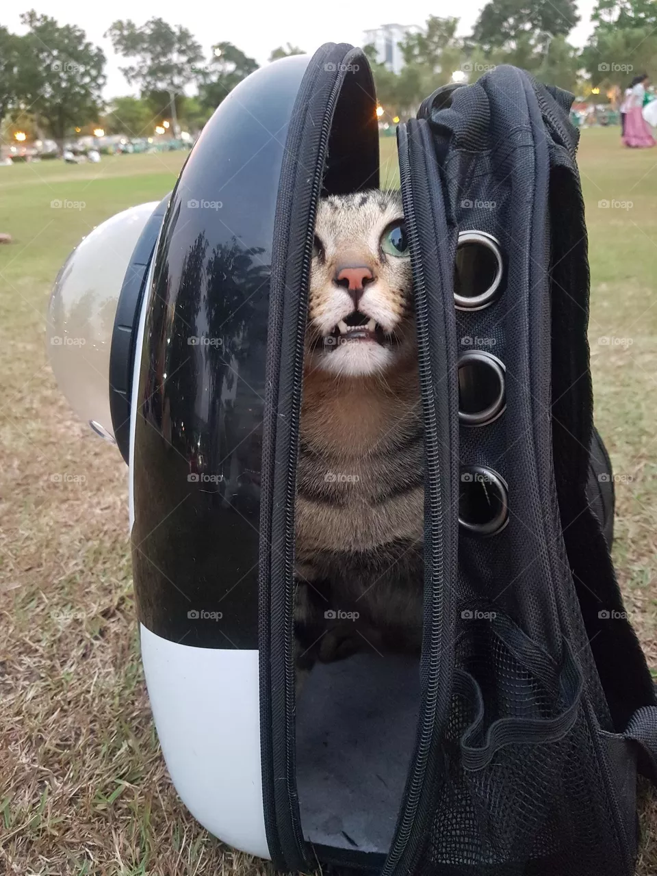 cat bad mood