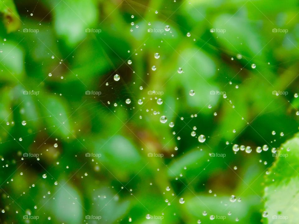 Webs and rain water