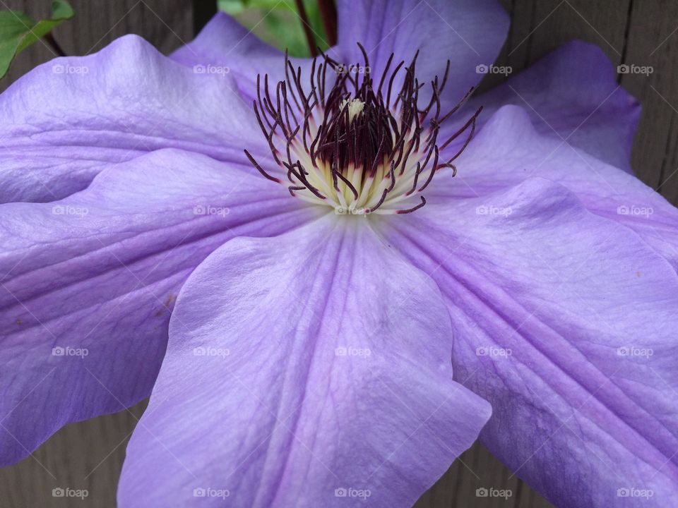 Passion Flower After the Storm 