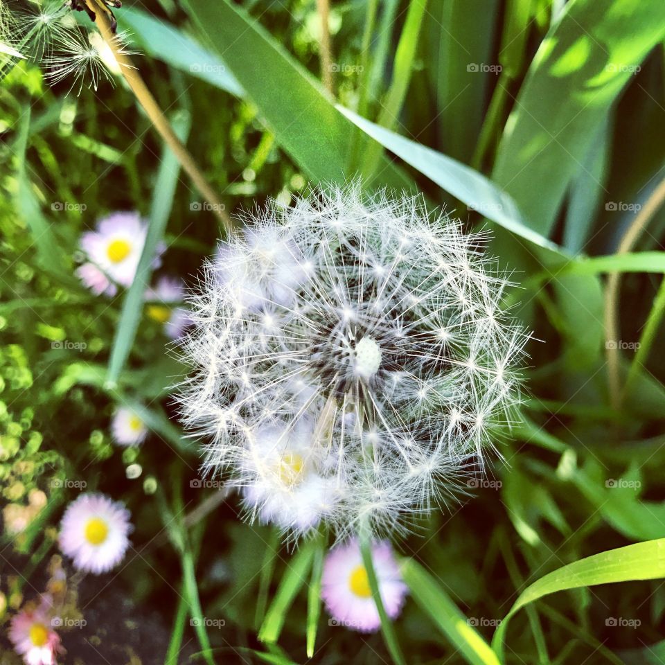Dandelion