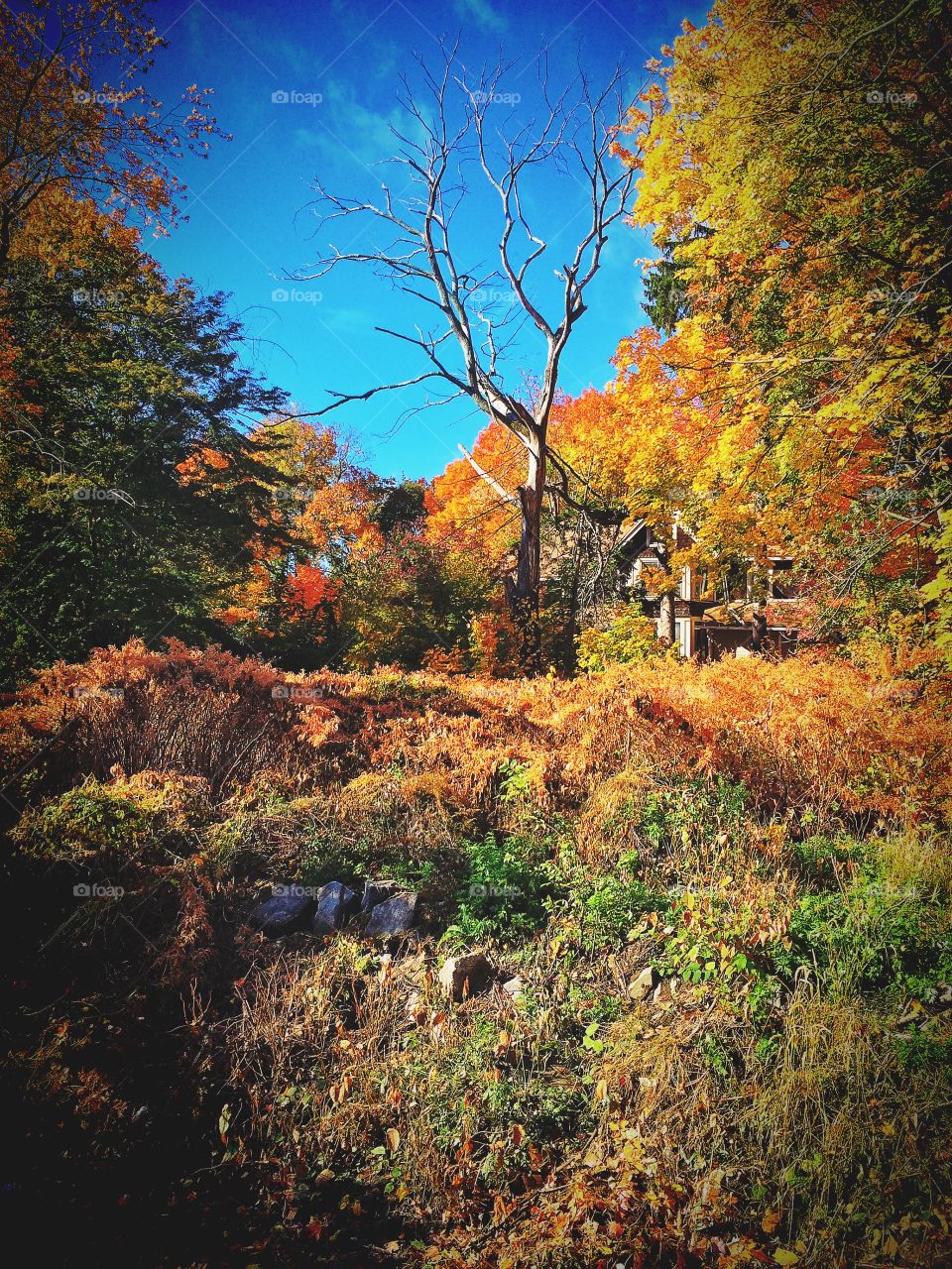 Stratford, CT. House amongst the trees 