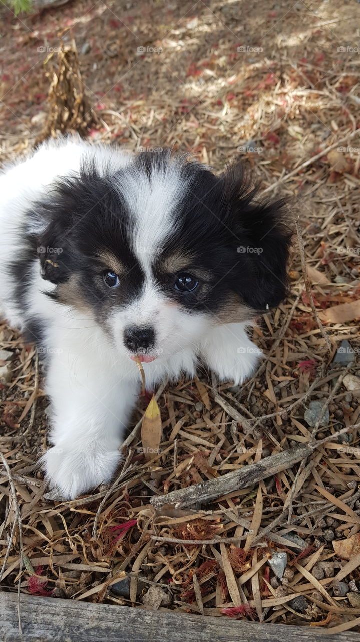 Puppy playing in the bark