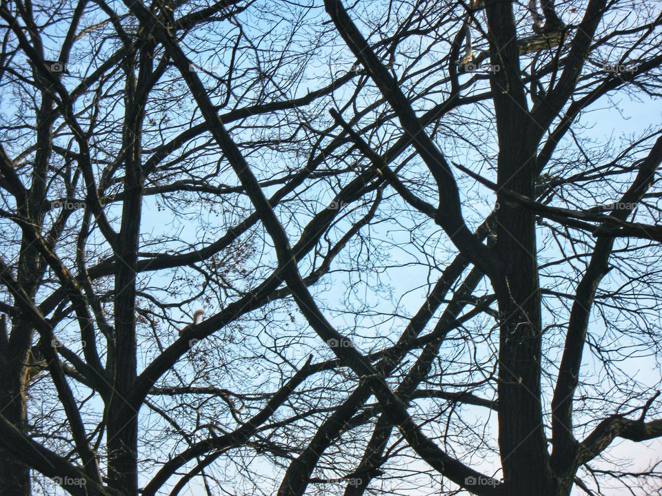 winter tree with squirrels зимнее дерево с белочками