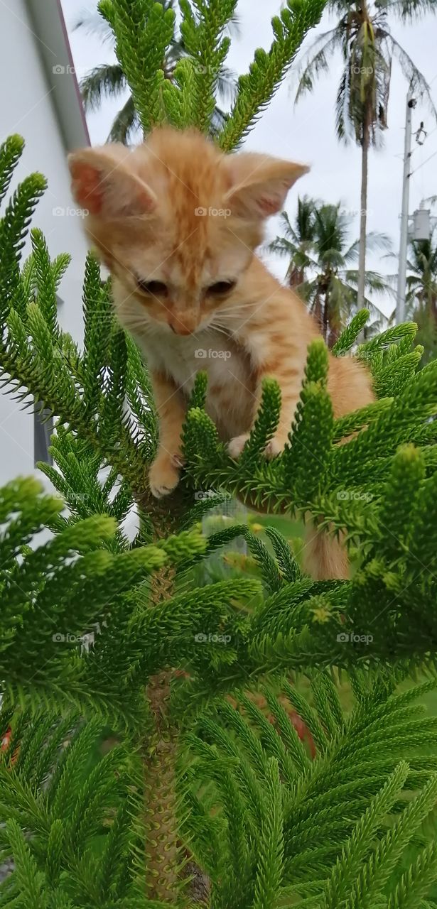 She's so cute.
She going alone on the top of the tree