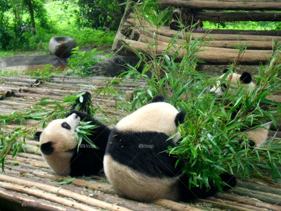 Panda bears feasting on bamboos