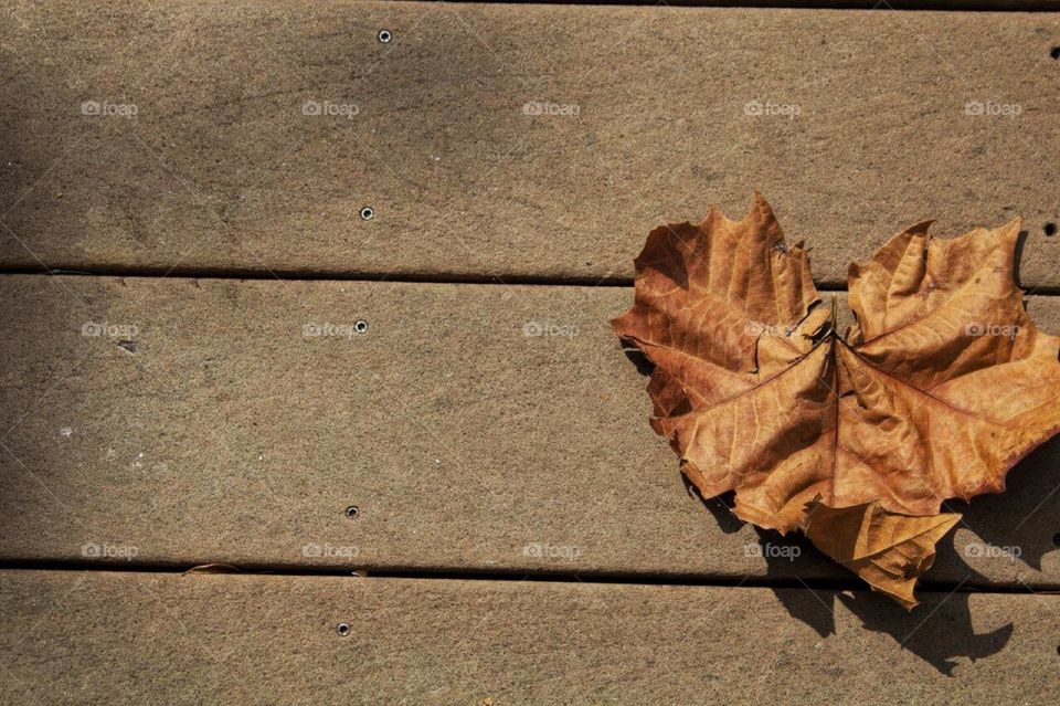 Fall love. A fall leaf shaped like a heart. 